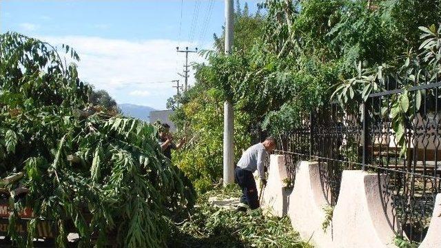 Elektrik Tellerini Saran Ağaçlar Budanıyor