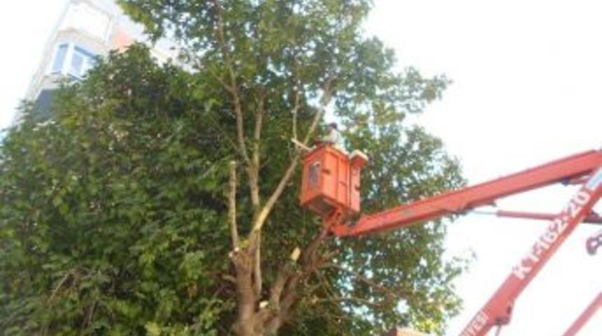 İzmit Belediyesi Budama Ekibi Alacak