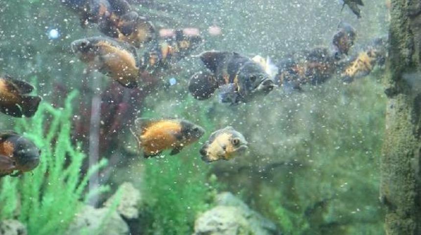 Hayvanat Bah&ccedil;esindeki Balıklara &Ouml;zel &lsquo;Yeşil Diyet&rsquo;
