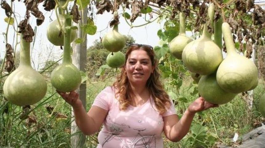Mersin'de, Su Kabağının Karpuza Ana&ccedil;lık Durumu Araştırılıyor