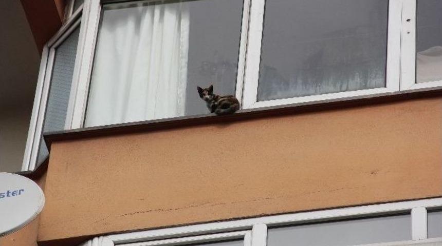 Bartın&rsquo;da Kedi Kurtarma Operasyonu