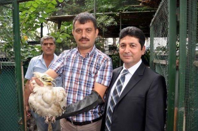 Nesli Tükenme Tehdidi Altında Olan Küçük Akbaba Tedavi Altına Alındı