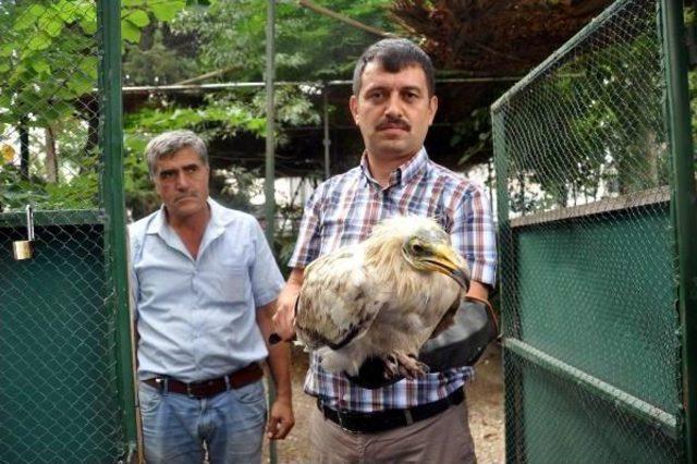 Nesli Tükenme Tehdidi Altında Olan Küçük Akbaba Tedavi Altına Alındı