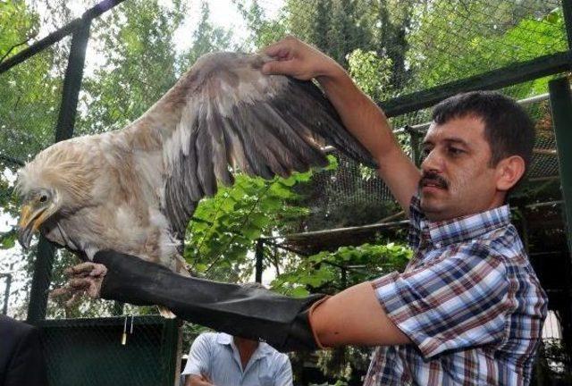 Nesli Tükenme Tehdidi Altında Olan Küçük Akbaba Tedavi Altına Alındı