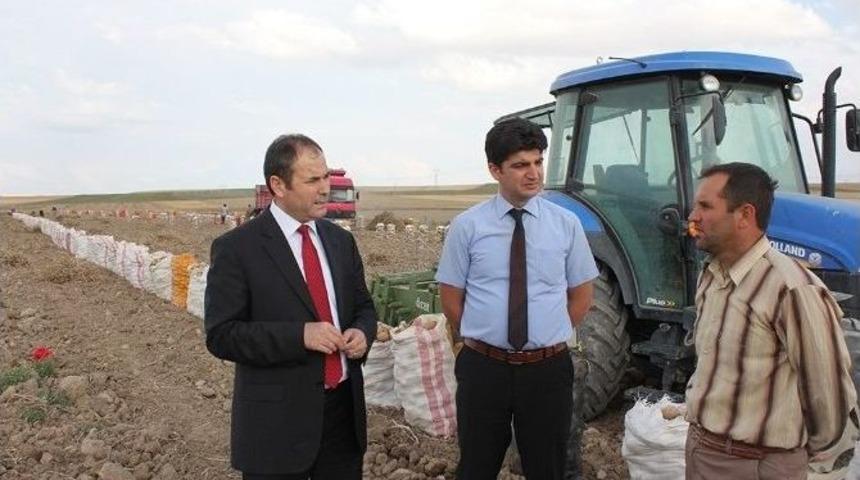 Niğde&rsquo;de G&uuml;zl&uuml;k Patates Hasadı Başladı