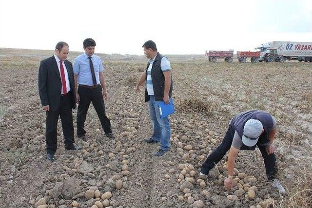 Niğde’de Güzlük Patates Hasadı Başladı