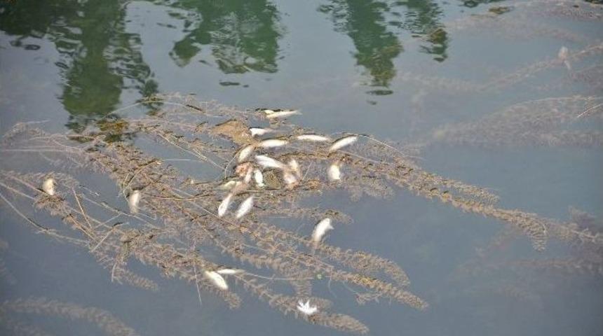 Sulama Kanalında &Ouml;l&uuml; Deniz Balığı