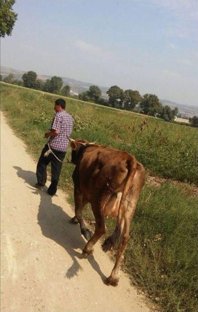 Çalıntı İneği Satamayınca Ortak Bulup Kurban Etmiş