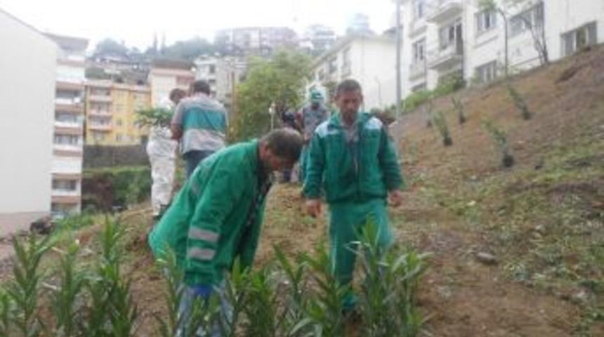 İzmit Belediyesi Boş Alanlara Ağa&ccedil; Dikiyor