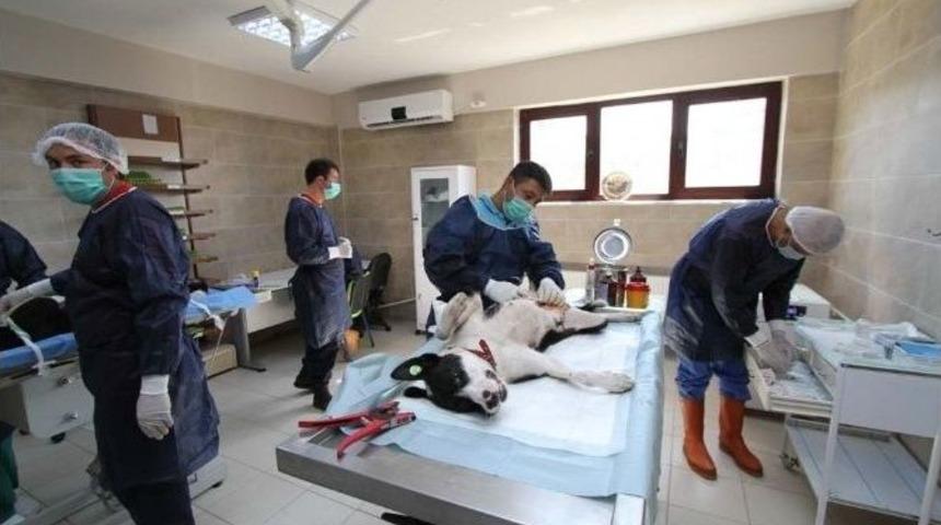 Sokak Hayvanları Yalnız Kalmıyor