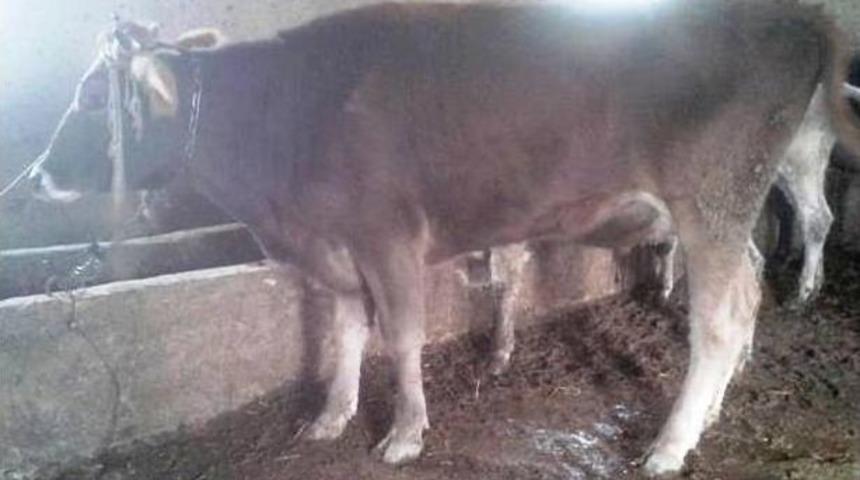 Kurban Bayramında Ka&ccedil;an Kurbanlık 10 G&uuml;n Sonra Yakalandı