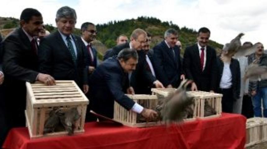 G&uuml;m&uuml;şhane&rsquo;de 300 Keklik Doğaya Salındı
