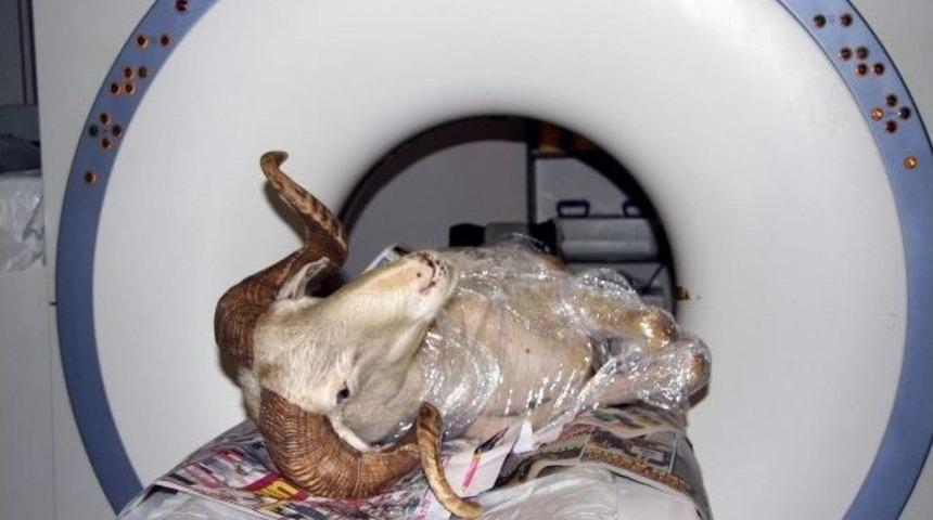 (&ouml;zel Haber) Fel&ccedil;li Ko&ccedil;a Tomografi