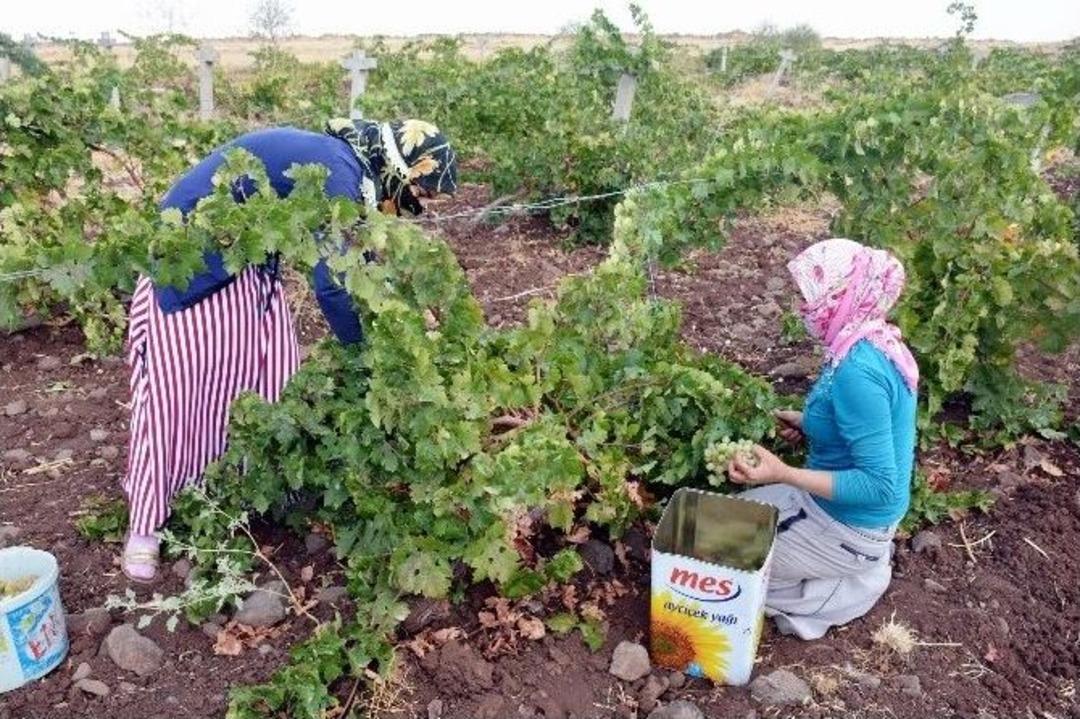Siverek&rsquo;te &Uuml;z&uuml;m Toplama Ve Bulama&ccedil; Sezonu Başladı