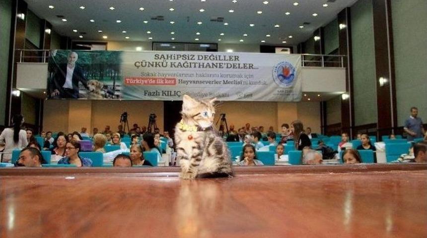 Sokak Hayvanları Artık Sahipsiz Değil
