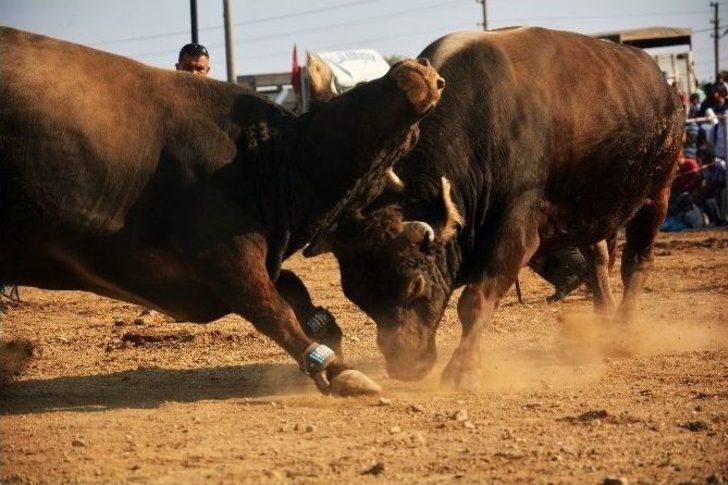 Ören Arenasında Boğalan Spor Kulübü İçin Güreşti G5