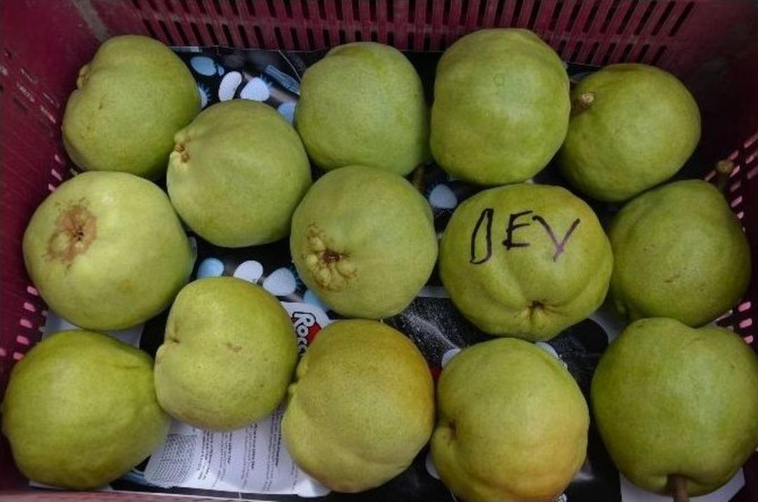 (&ouml;zel Haber) Devasa Armutlar G&ouml;renleri Hayrete D&uuml;ş&uuml;r&uuml;yor