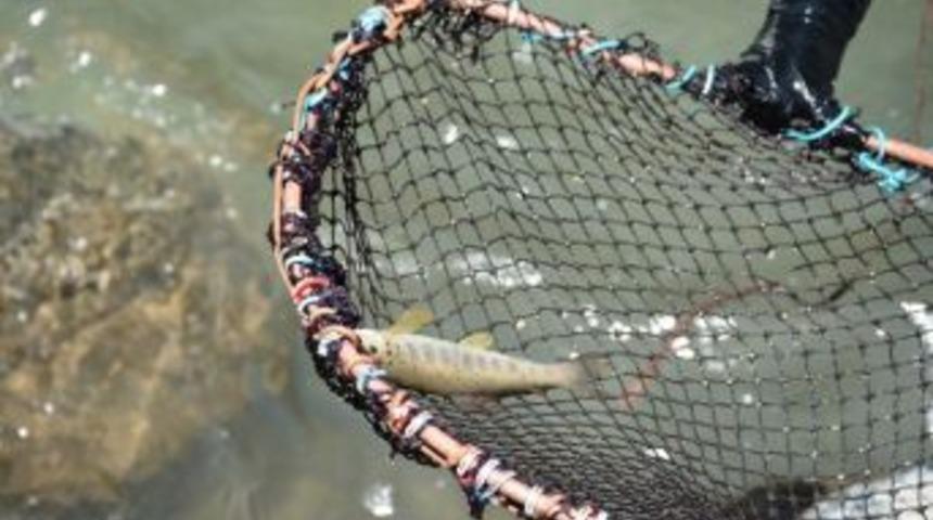 &Ccedil;amaş&rsquo;ta Kırmızı Benekli Alabalık Alarmı