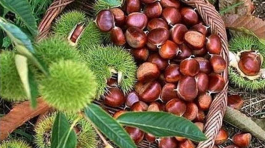 G&ouml;rg&uuml;l&uuml;&rsquo;den Aydınlılara Coğrafi İşaret &Ccedil;ağrısı