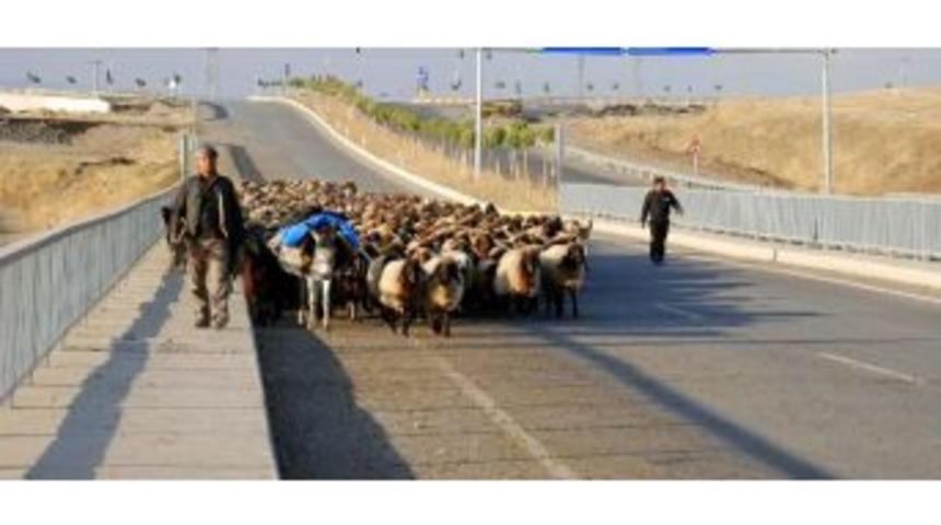 Havaların Soğumaya Başlaması İle Birlikte G&ouml;&ccedil;erlerin Zorlu Geri D&ouml;n&uuml;ş Yolculuğu Başladı