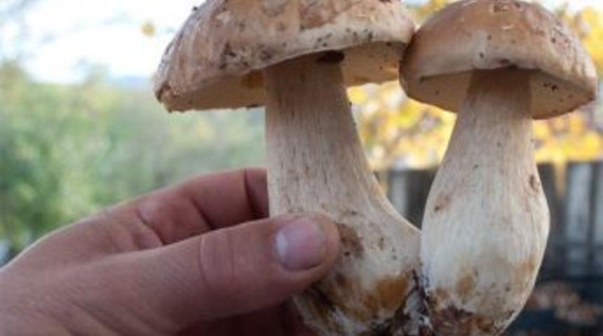 Mantardan Zehirlenen Gen&ccedil; Yaşam M&uuml;cadelesi Veriyor