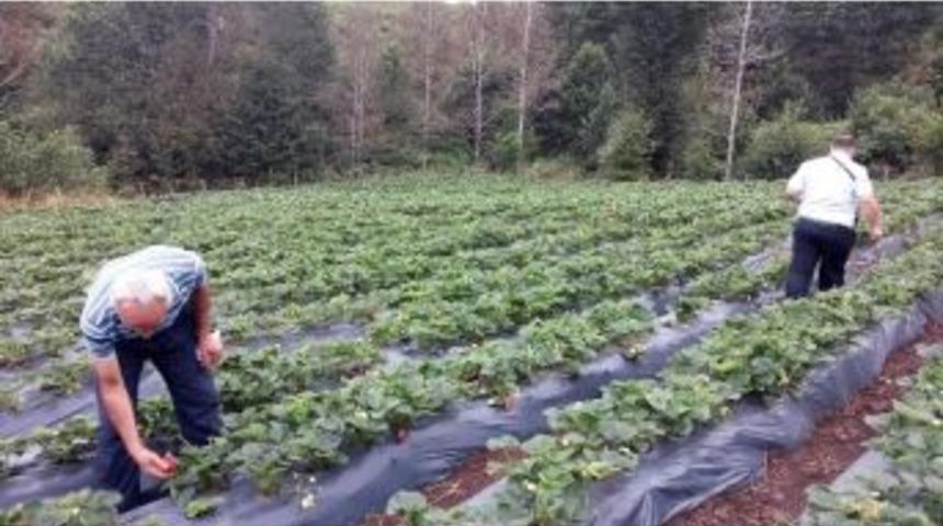 Ordu&rsquo;da Organik Tarım Ve İyi Tarım Destekleme &Ouml;demeleri Başladı