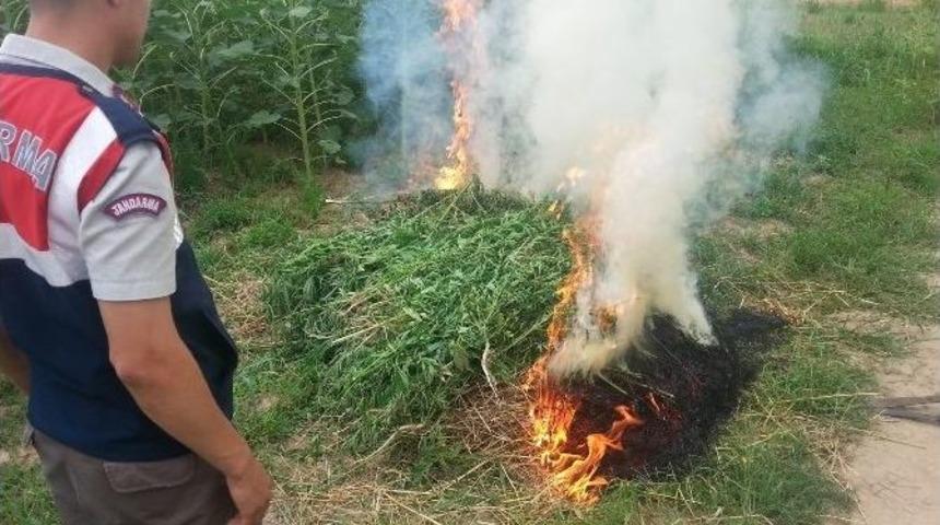 Jandarmadan Uyuşturucu Operasyonları