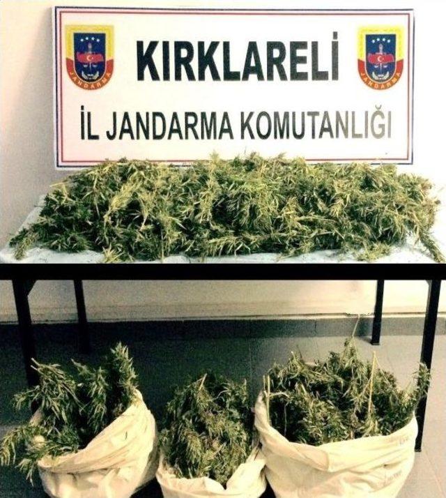 Jandarmadan Uyuşturucu Operasyonları