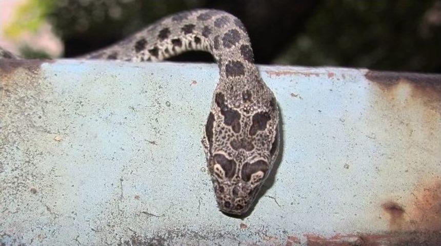 Kahramanmaraş&rsquo;ta Ev Ve İş Yerlerini Yılanlar Bastı