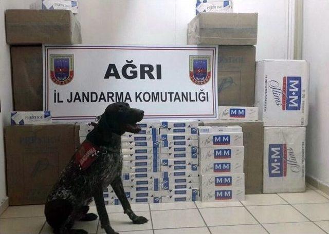 Ağrı’da 31 Bin Paket Kaçak Sigara Ele Geçirildi