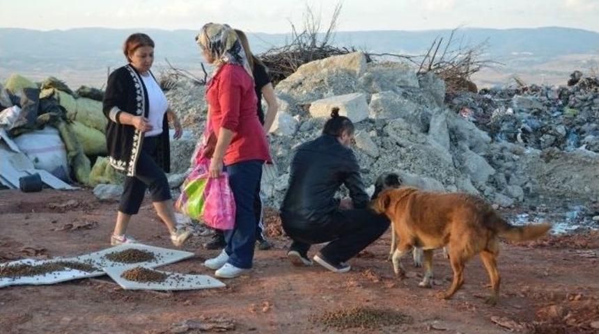 Sokaktaki Canlılar İ&ccedil;in El Ele Dernegi&rsquo;nden Duyarlı Davranış