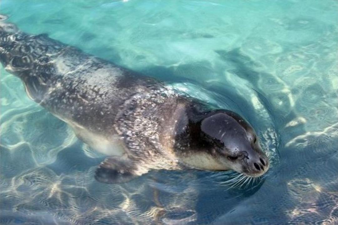 Akdeniz Fok&rsquo;u Yaşam Alanlarının Korunması İ&ccedil;in Eylem Planı Hazırlanıyor