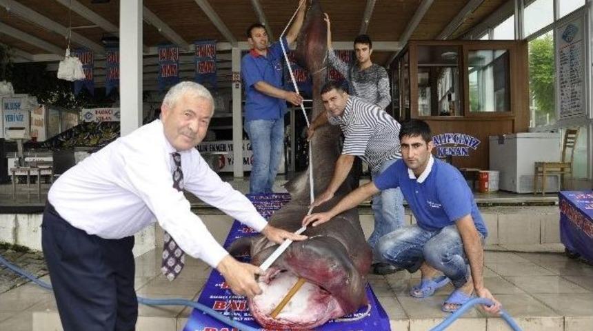 Dev K&ouml;pek Balığı Kanser Hastalarına Şifa Olacak