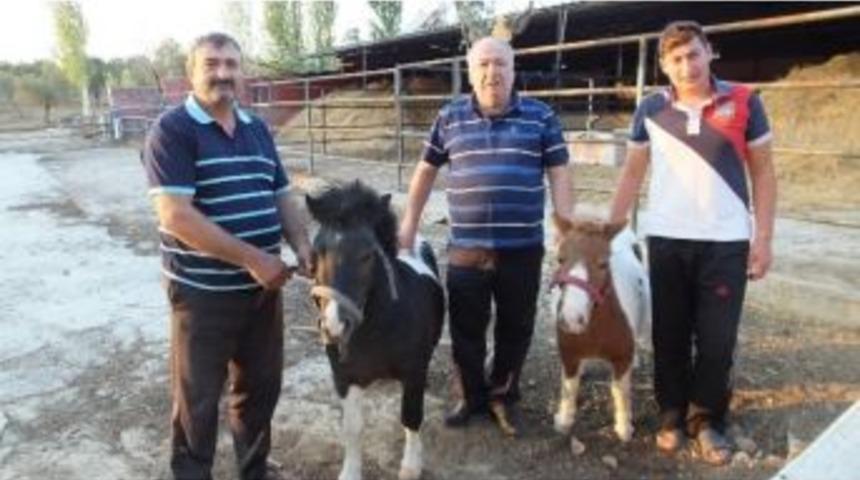 G&ouml;me&ccedil;&rsquo;te Ali Babanın &Ccedil;iftliği