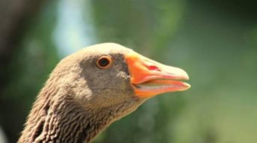 Muğla&rsquo;da 764 Bin 386 Adet K&uuml;mes Hayvanı Var