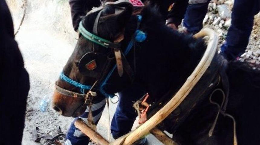 Bolu&rsquo;da Su Kanalına D&uuml;şen Atı İtfaiye Ekipleri Kurtardı