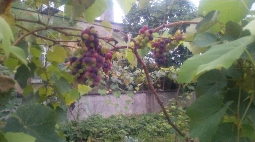 &Ccedil;arşamba&rsquo;da İsabella &Uuml;z&uuml;m İlk Mahsul&uuml;n&uuml; Verdi