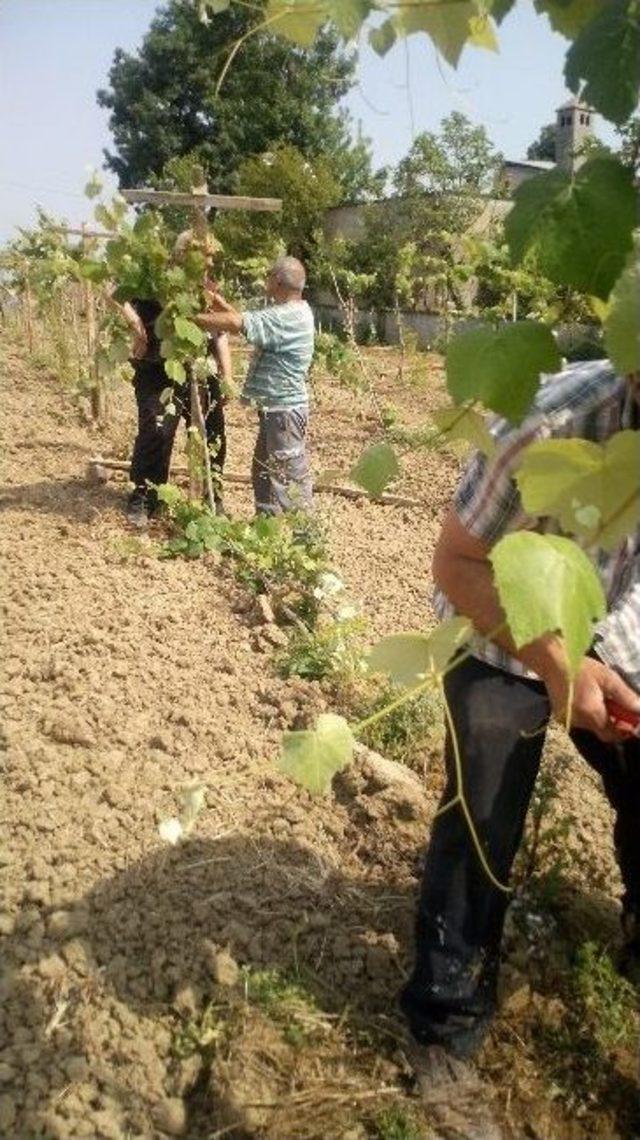 Çarşamba’da İsabella Üzüm İlk Mahsulünü Verdi