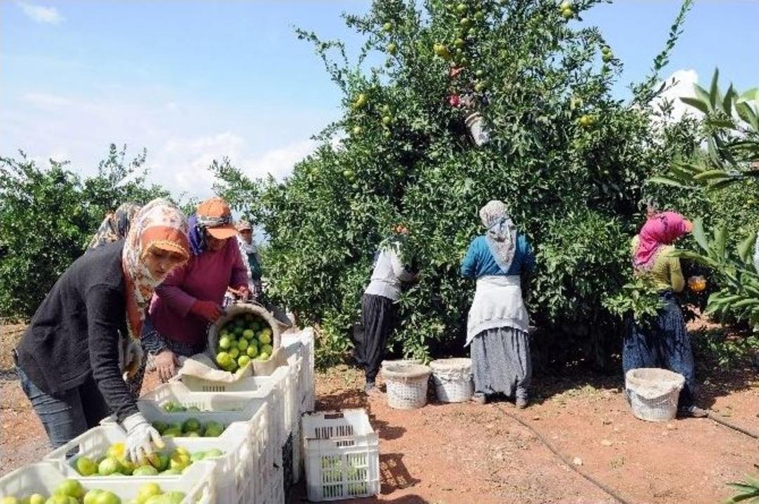 Narenciye Sezon Başında Y&uuml;zleri Ekşitmiyor
