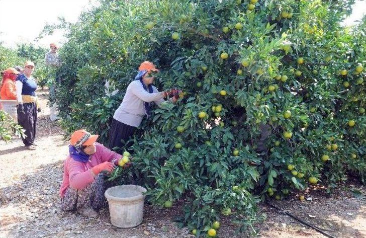 Narenciye Sezon Başında Yüzleri Ekşitmiyor G1