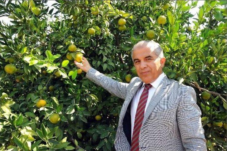 Narenciye Sezon Başında Yüzleri Ekşitmiyor G2