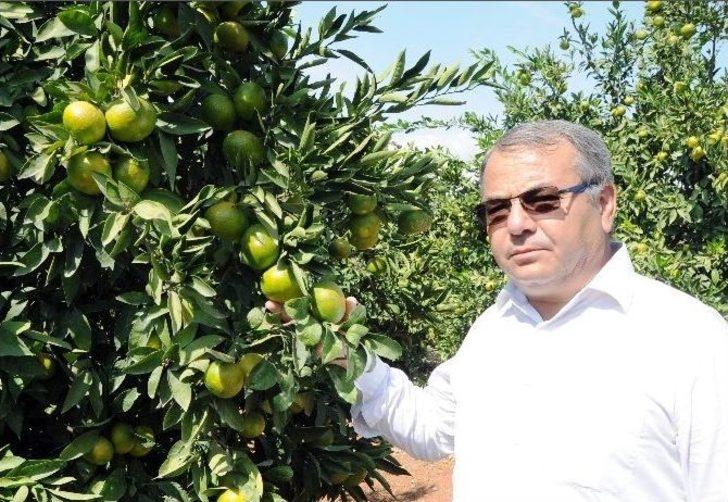 Narenciye Sezon Başında Yüzleri Ekşitmiyor G3