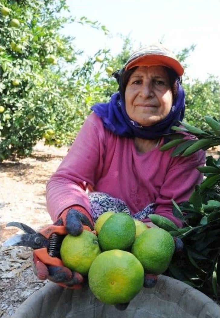 Narenciye Sezon Başında Yüzleri Ekşitmiyor G4