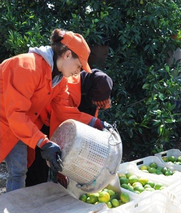 Narenciye Sezon Başında Yüzleri Ekşitmiyor G5