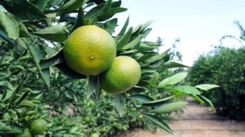 İhracat&ccedil;ı, Turun&ccedil;gil Sezonunu 11 Aya Uzatmayı Hedefliyor