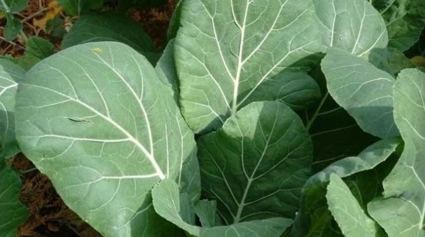 Ordu Tarlalarında Kara Lahana Bereketi