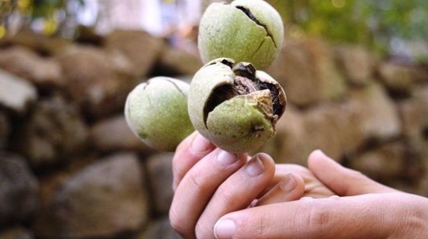 Bitlis&rsquo;te Ceviz Hasadına Başlandı