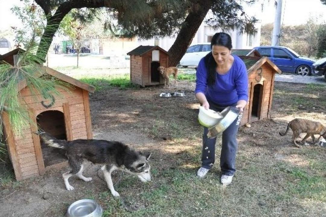 Hayvanseverlerin Barınak Ziyareti