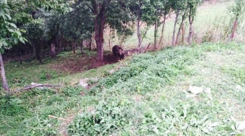 Tel Örgüye Takılan Ayı Kurtarıldı