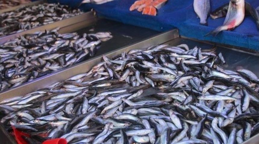 Marmara Hamsinin Azlığı Fiyatları D&uuml;ş&uuml;rmedi